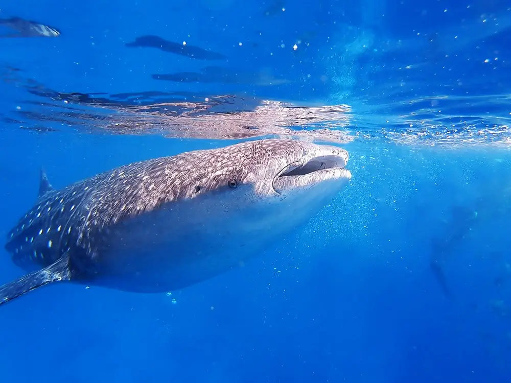 Swimming with Whale-Sharks – In and around Playa Del Carmen